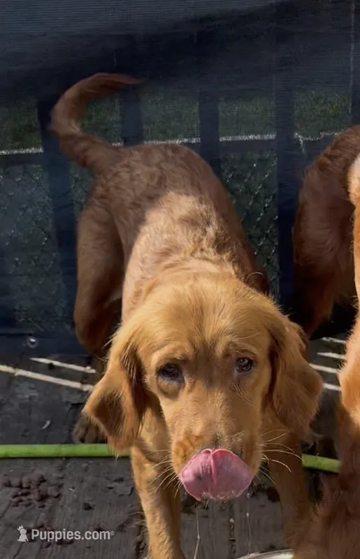 AKC sadie – Golden Retriever puppy for sale in Chicago, IL