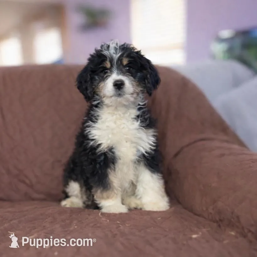 Jacket, a male Cavapoo for sale in Chicago, IL – Photo 1 of 1
