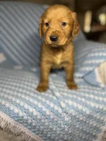 Gracie , a female Golden Retriever for sale in Chicago, IL – Photo 2 of 2