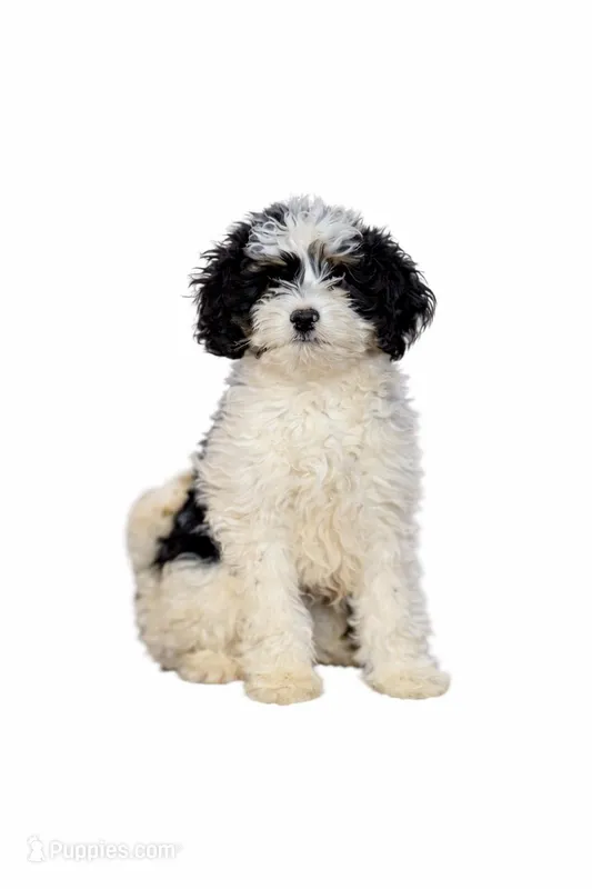 Tucker(male with white) , a male Cavapoo for sale in Chicago, IL – Photo 1 of 1