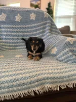 Queenie the weenie , a female Miniature Dachshund for sale in Chicago, IL – 1 of 1
