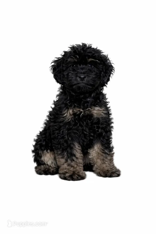 Fancy (black female), a female Cavapoo for sale in Chicago, IL – Photo 1 of 1