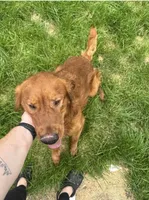 Oso, a male Golden Retriever for sale in Chicago, IL – 2 of 2
