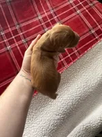 AKC GOLDEN, a male Golden Retriever for sale in Villa Park, IL – Photo 2 of 2