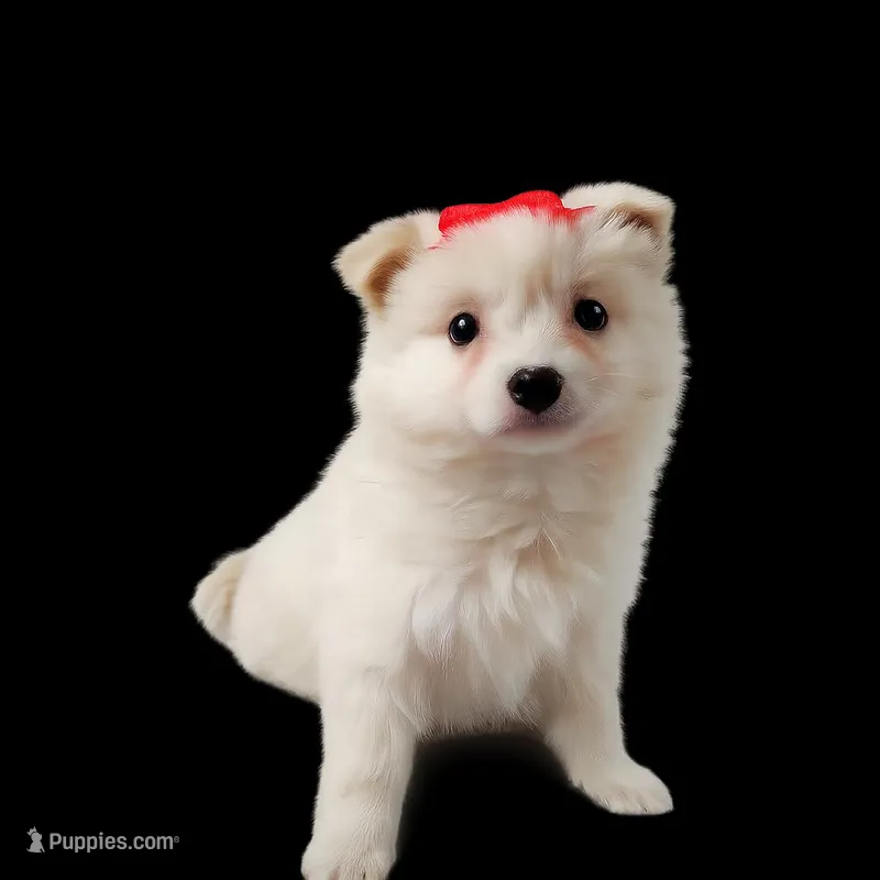 Poppy – American Eskimo puppy for sale in Chicago, IL