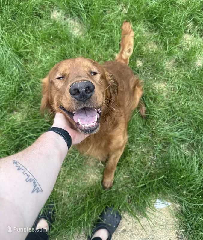 Oso – Golden Retriever puppy for sale in Chicago, IL