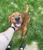 Oso, a male Golden Retriever for sale in Chicago, IL – 1 of 2