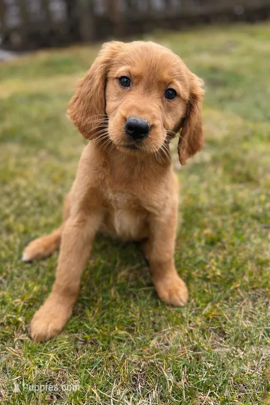 Female – Golden Retriever puppy for sale in Chicago, IL