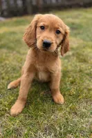 Female, a female Golden Retriever for sale in Chicago, IL – Photo 1 of 3