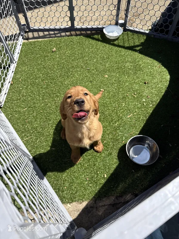 Female – Golden Retriever puppy for sale in Chicago, IL
