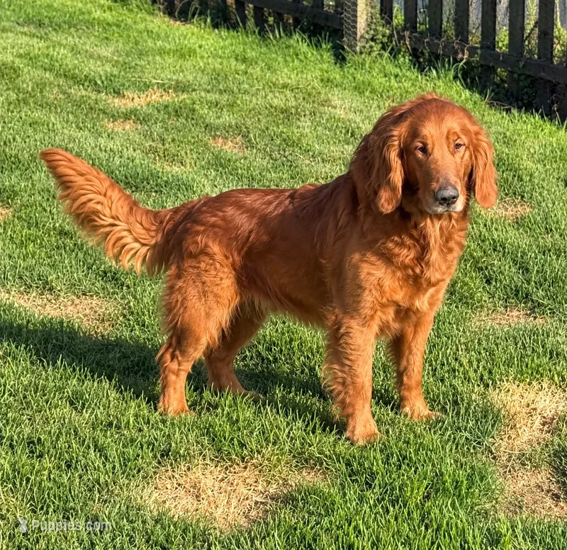 AKC sadie  – Golden Retriever puppy for sale in Chicago, IL