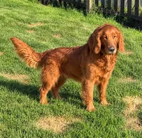 AKC sadie -pet only , a female Golden Retriever for sale in Chicago, IL – 1 of 2