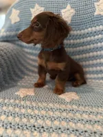 Akc Gretchen wieners , a female Miniature Dachshund for sale in Chicago, IL – 2 of 2