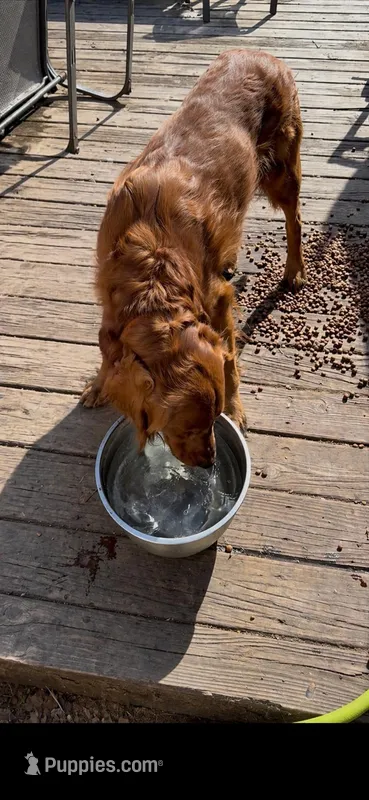 AKC oso, a male Golden Retriever for sale in Chicago, IL – Photo 1 of 1