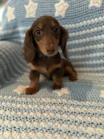 Akc Gretchen wieners , a female Miniature Dachshund for sale in Chicago, IL – 1 of 2