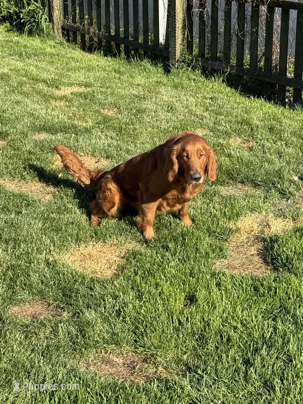 AKC sadie – Golden Retriever puppy for sale in Chicago, IL