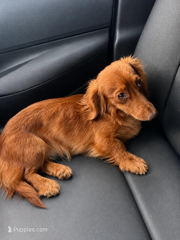 Dolly – Miniature Dachshund puppy for sale in Chicago, IL