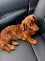 Dolly, a female Miniature Dachshund for sale in Chicago, IL – 1 of 1