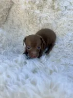Poppy, a female Chihuahua and Chiweenie for sale in Mount Vernon, MO – 2 of 3