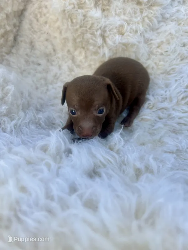 Poppy – Chihuahua, Chiweenie puppy for sale in Mount Vernon, MO