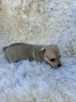 Fox, a male Chihuahua and Chiweenie for sale in Mount Vernon, MO – 3 of 4