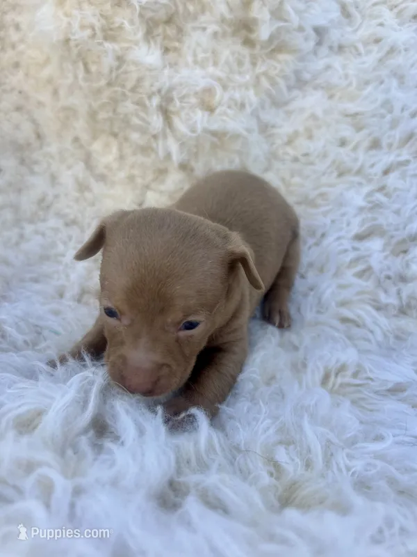 Sugar – Chihuahua, Chiweenie puppy for sale in Mount Vernon, MO