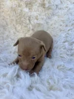 Sugar, a female Chihuahua and Chiweenie for sale in Mount Vernon, MO – 1 of 4