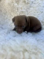 Bear, a male Chihuahua and Chiweenie for sale in Mount Vernon, MO – 2 of 4