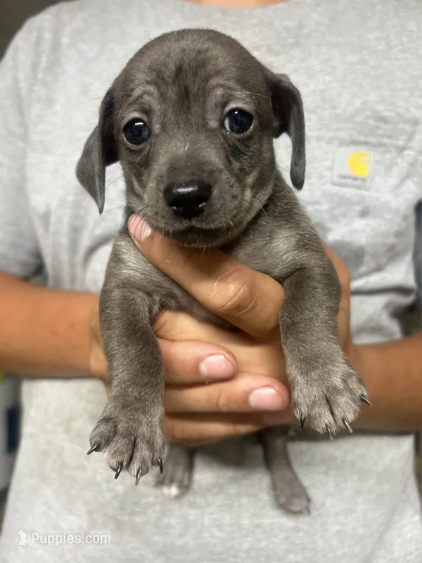 Moon – Chihuahua, Chiweenie puppy for sale in Mount Vernon, MO