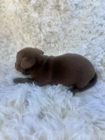 Chip, a male Chihuahua and Chiweenie for sale in Mount Vernon, MO – 3 of 3