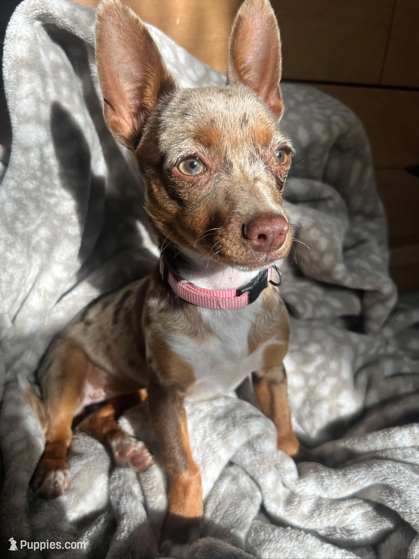 Sage, a female Chihuahua for sale in Mount Vernon, MO – 2 of 2