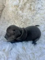 Moon, a male Chihuahua and Chiweenie for sale in Mount Vernon, MO – 4 of 4
