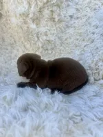 Bear, a male Chihuahua and Chiweenie for sale in Mount Vernon, MO – 4 of 4