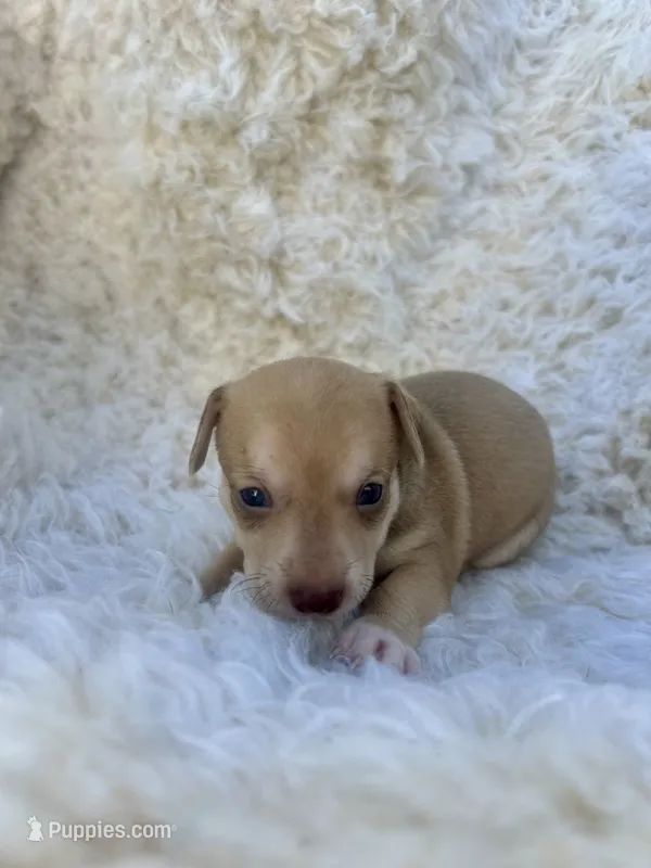 Peanut – Chihuahua, Chiweenie puppy for sale in Mount Vernon, MO