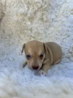 Peanut, a male Chihuahua and Chiweenie for sale in Mount Vernon, MO – 1 of 4