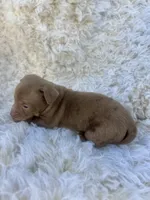 Sugar, a female Chihuahua and Chiweenie for sale in Mount Vernon, MO – 3 of 4