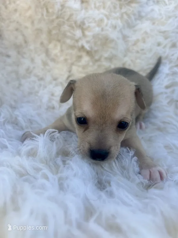 Fox – Chihuahua, Chiweenie puppy for sale in Mount Vernon, MO
