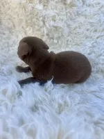 Poppy, a female Chihuahua and Chiweenie for sale in Mount Vernon, MO – 3 of 3