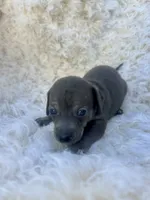 Moon, a male Chihuahua and Chiweenie for sale in Mount Vernon, MO – 2 of 4