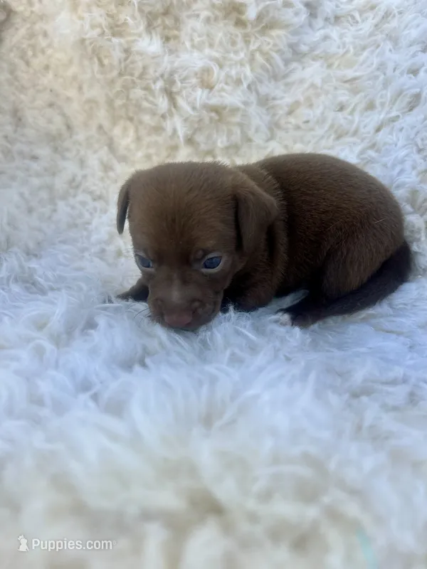 Bear – Chihuahua, Chiweenie puppy for sale in Mount Vernon, MO