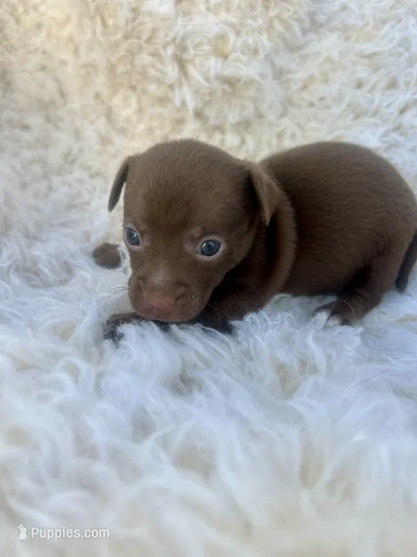 Chip – Chihuahua, Chiweenie puppy for sale in Mount Vernon, MO
