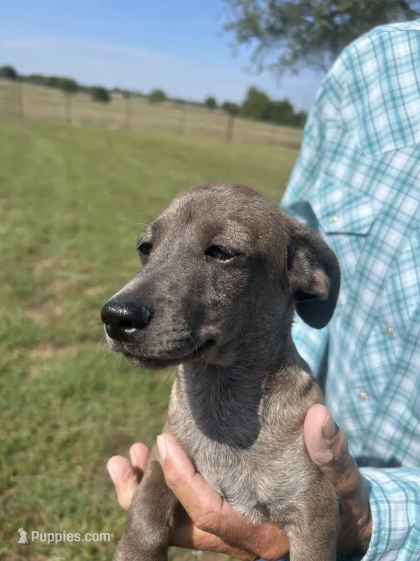 Moon – Chihuahua, Chiweenie puppy for sale in Mount Vernon, MO