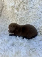 Bear, a male Chihuahua and Chiweenie for sale in Mount Vernon, MO – 3 of 4
