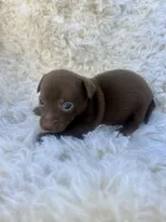 Chip, a male Chihuahua and Chiweenie for sale in Mount Vernon, MO – 2 of 3