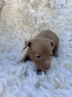 Sugar, a female Chihuahua and Chiweenie for sale in Mount Vernon, MO – 2 of 4