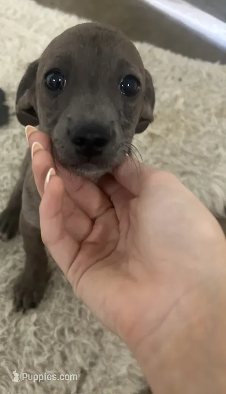 Moon – Chihuahua, Chiweenie puppy for sale in Mount Vernon, MO