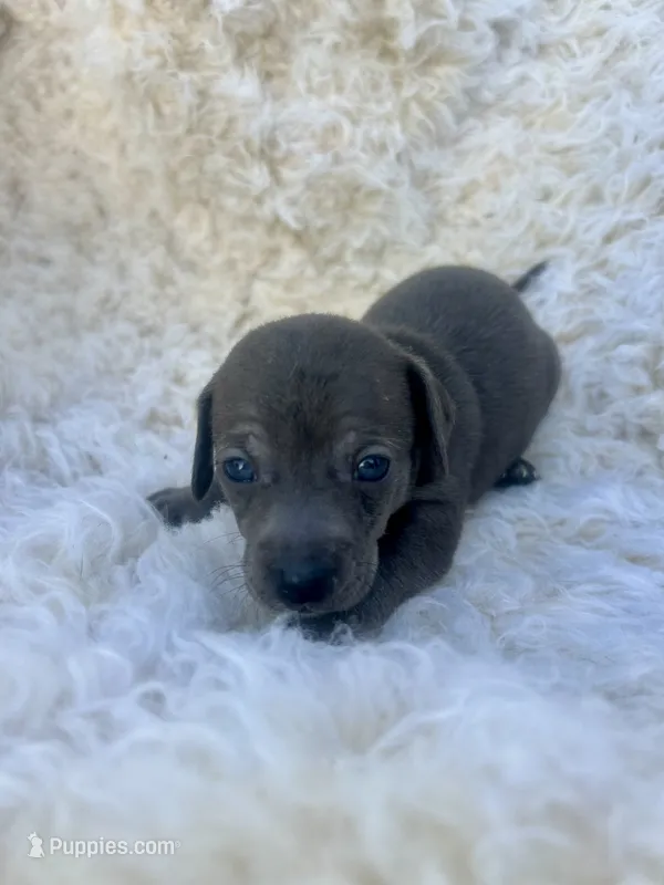 Moon – Chihuahua, Chiweenie puppy for sale in Mount Vernon, MO