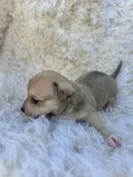 Fox, a male Chihuahua and Chiweenie for sale in Mount Vernon, MO – 2 of 4