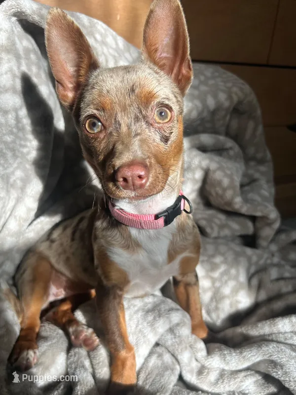 Sage – Chihuahua puppy for sale in Mount Vernon, MO