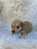 Peanut, a male Chihuahua and Chiweenie for sale in Mount Vernon, MO – 2 of 4